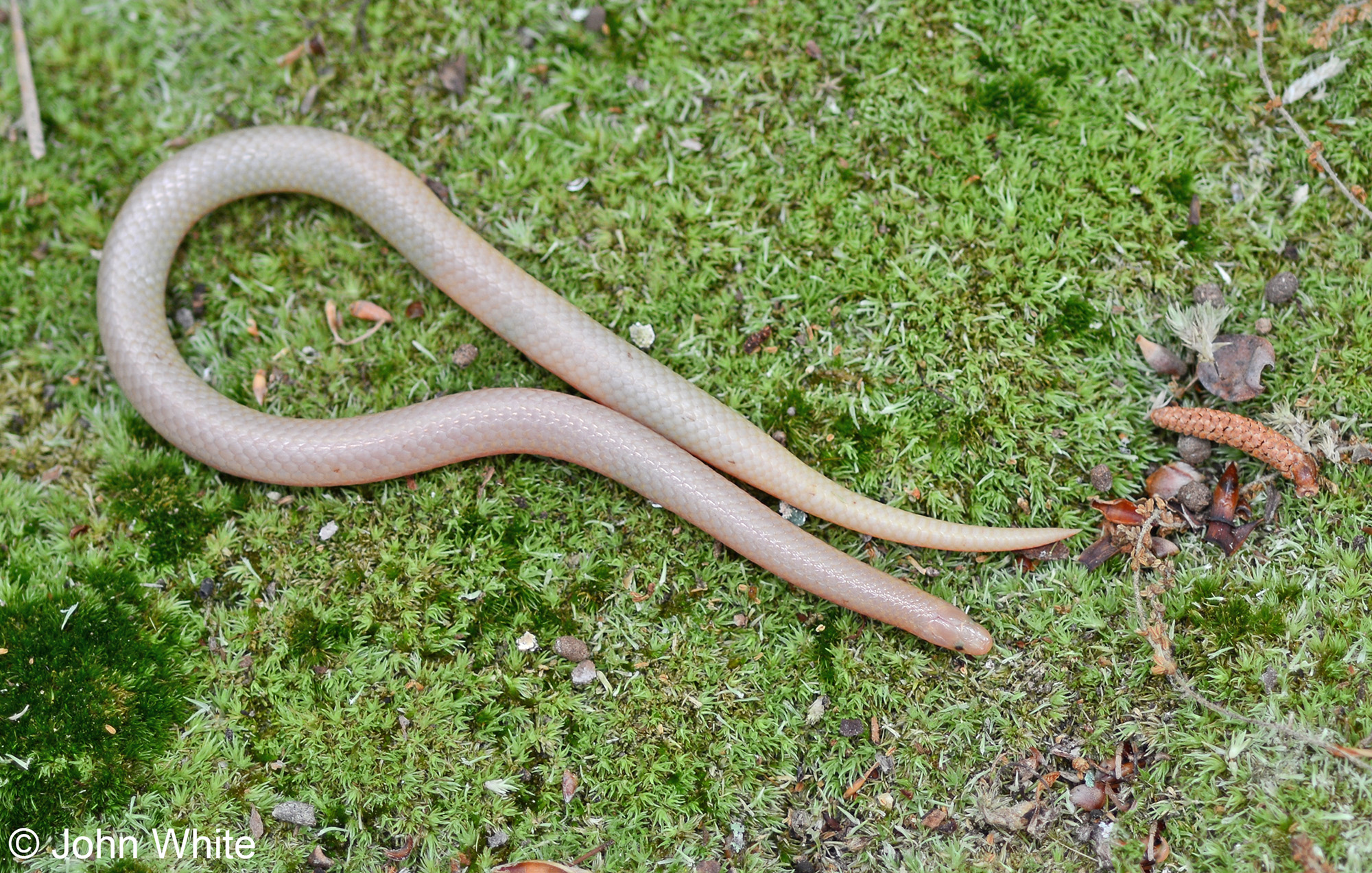 Reproduction Of A Worm Snake