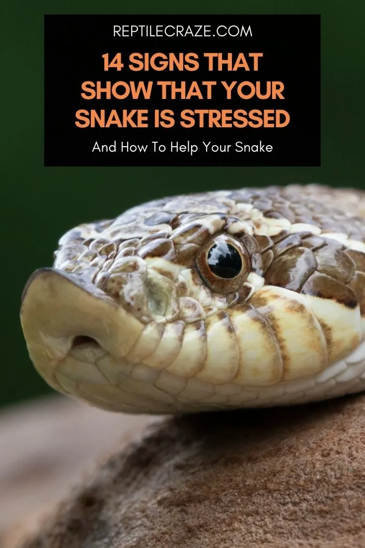 Signs Of Stress In Snakes