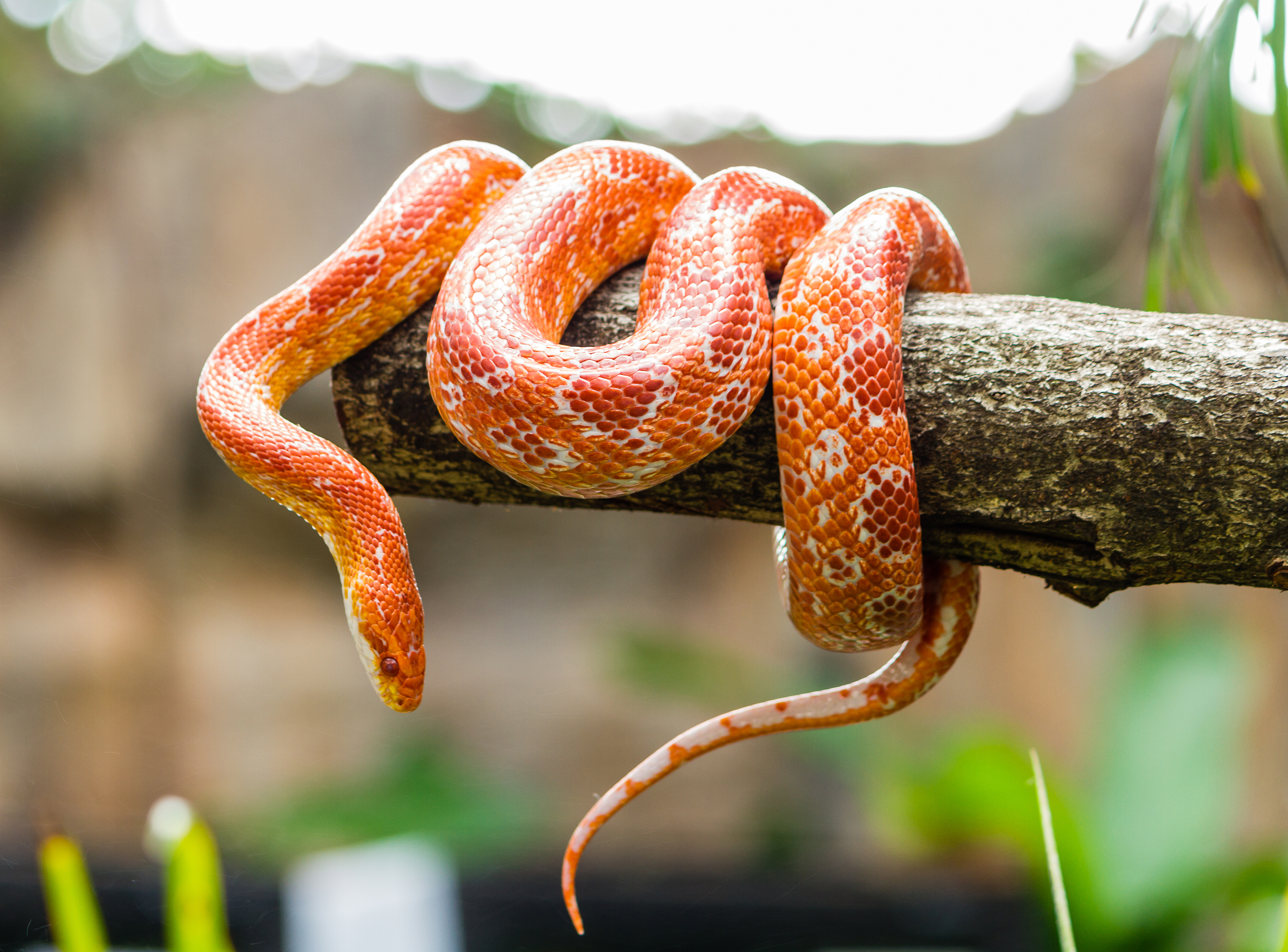 Snake Predators In The Rainforest