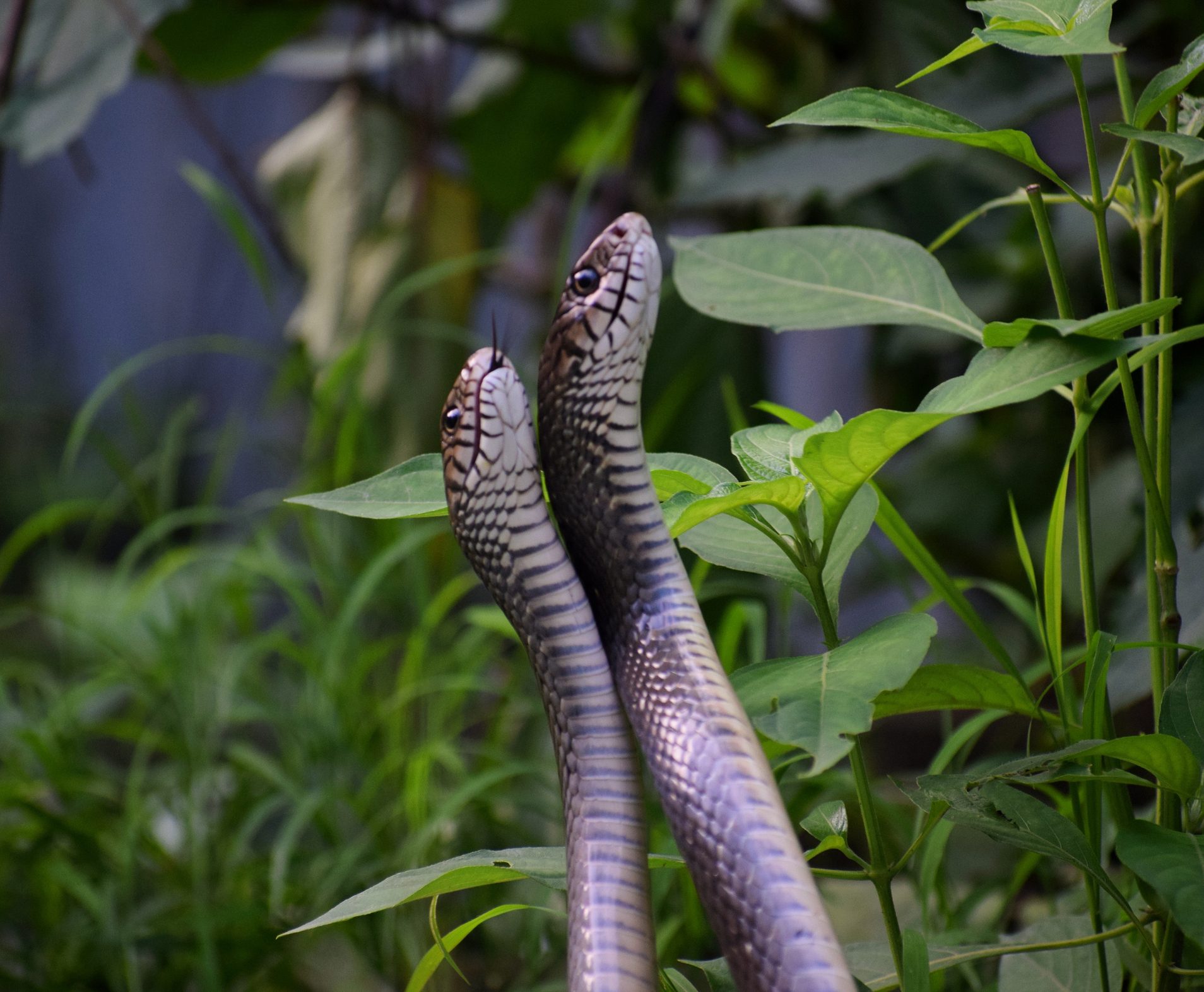 Snake Reproduction