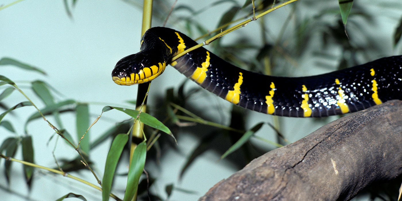 Types Of Black And Yellow Snakes