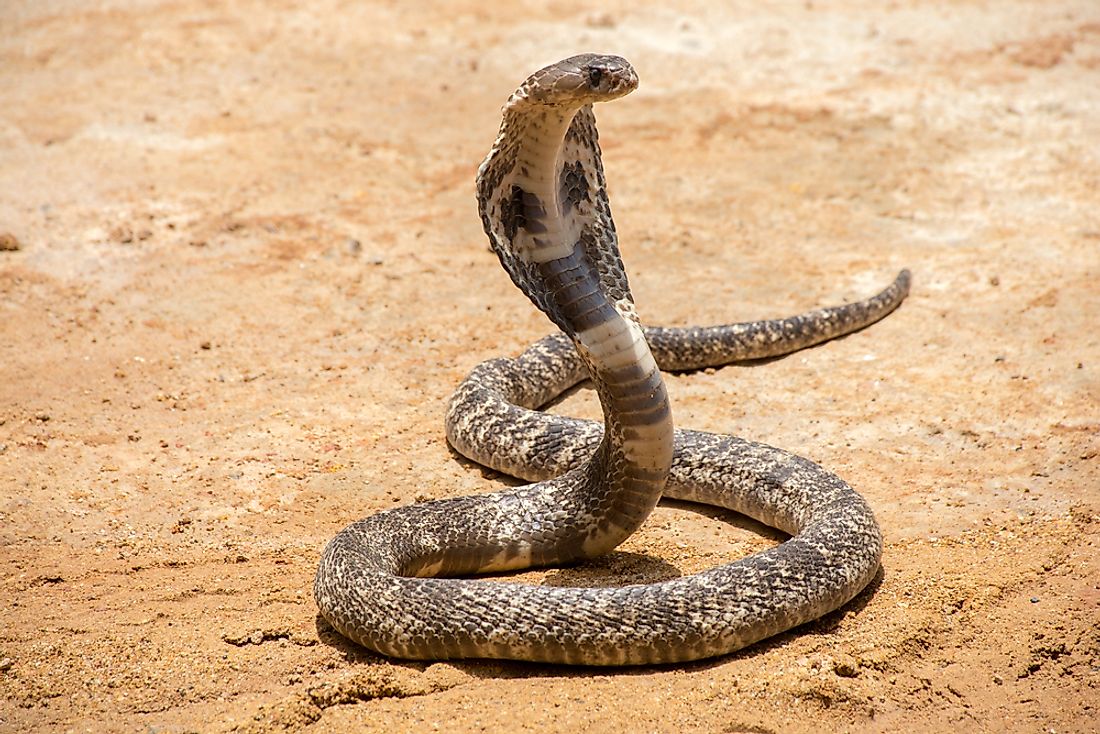 Types Of Cobra Snakes