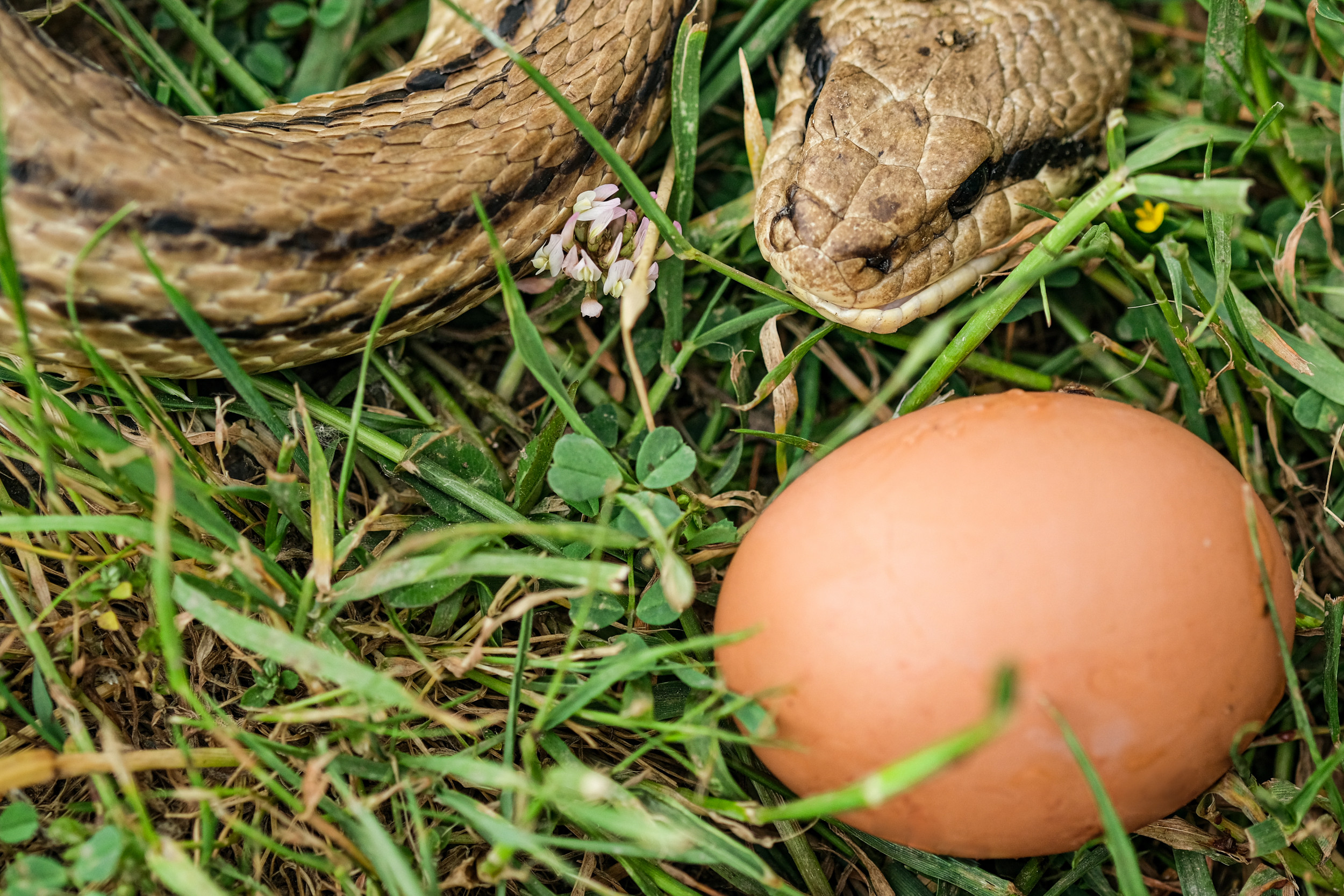 Types Of Eggs Eaten By Snakes