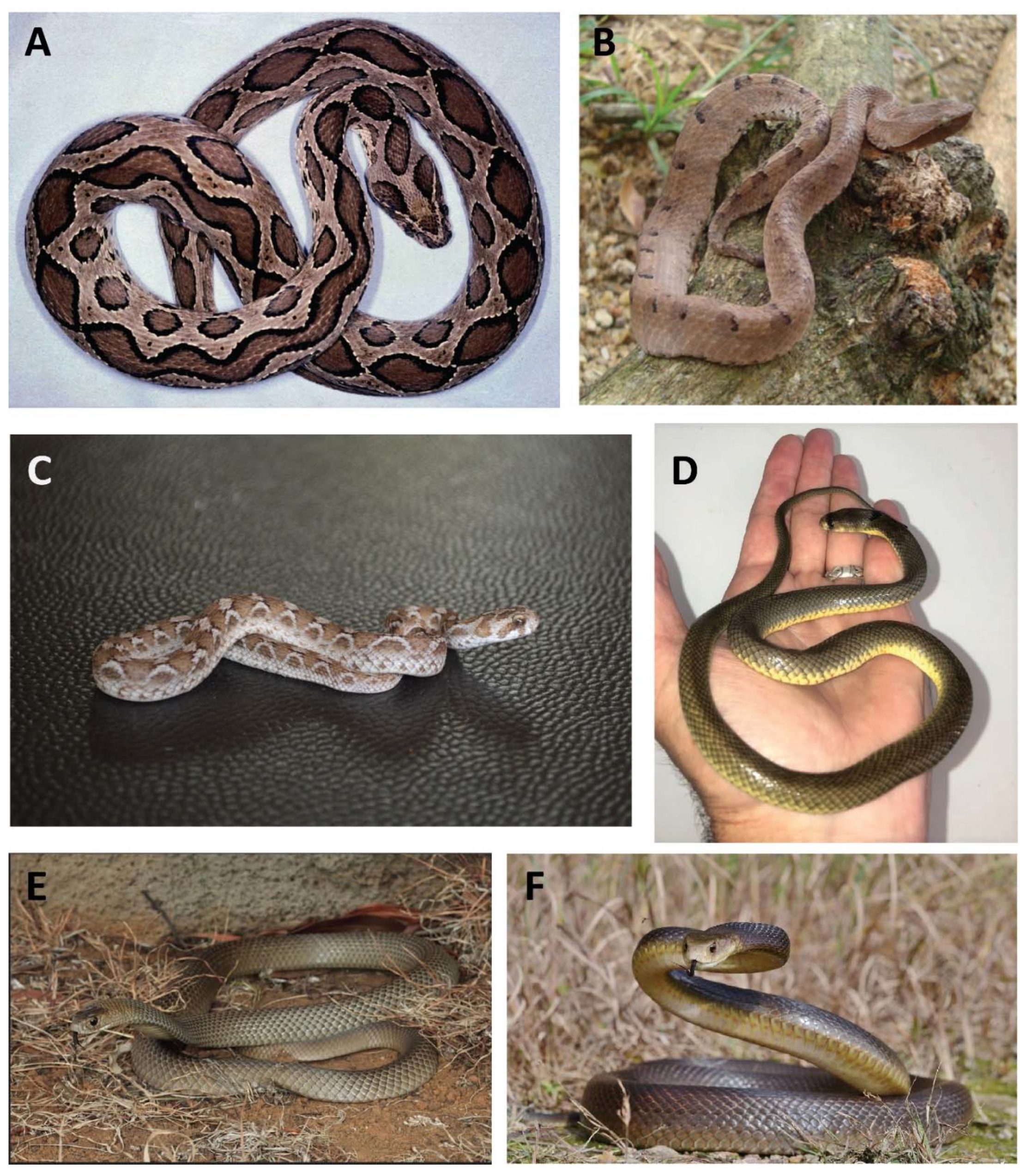 Types Of Snake Bites