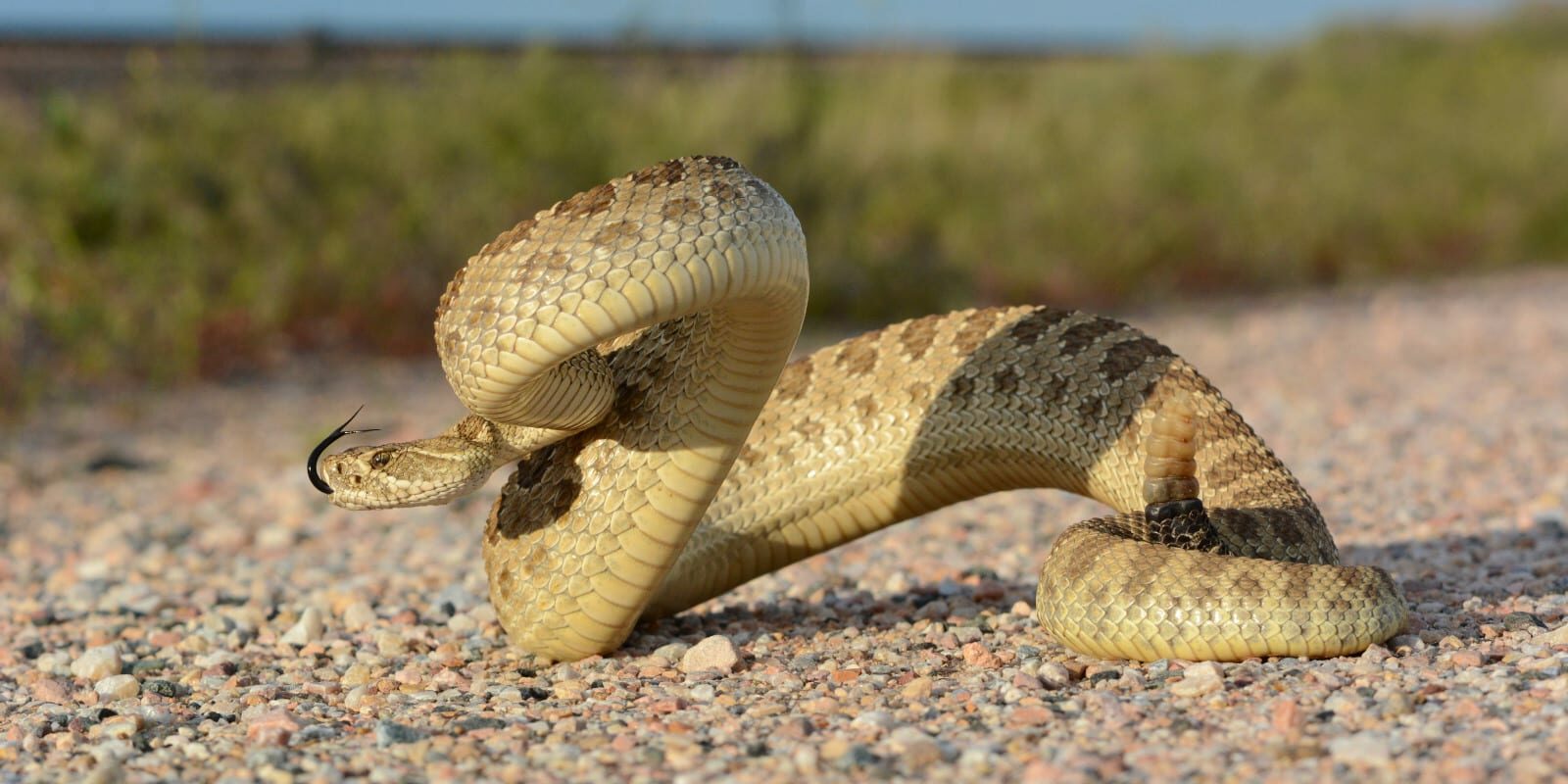 Types Of Snakes Found In Colorado
