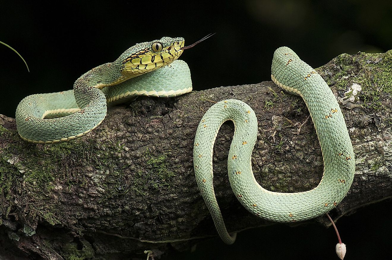 Types Of Snakes Found In The Rainforest