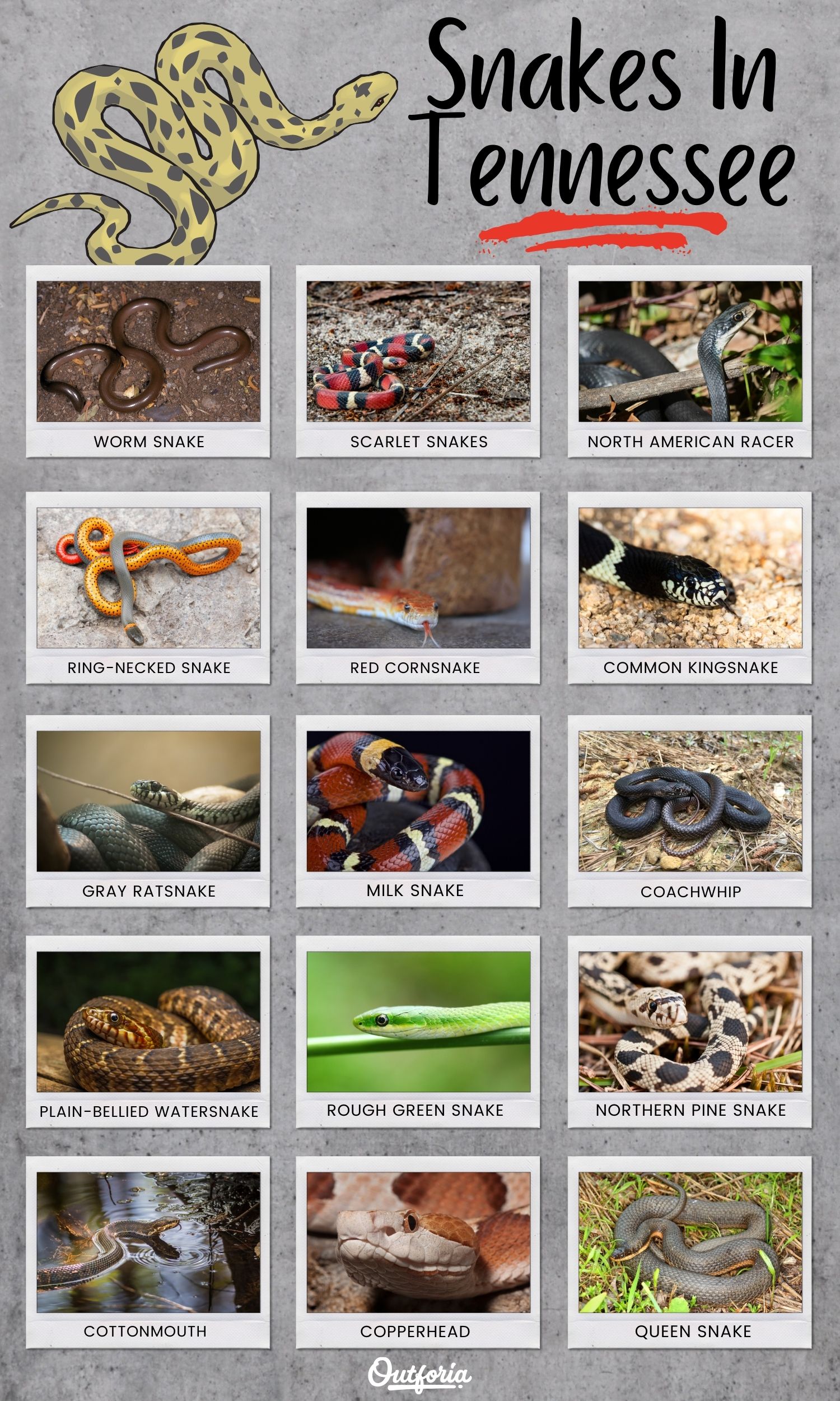 Types Of Snakes In Tennessee