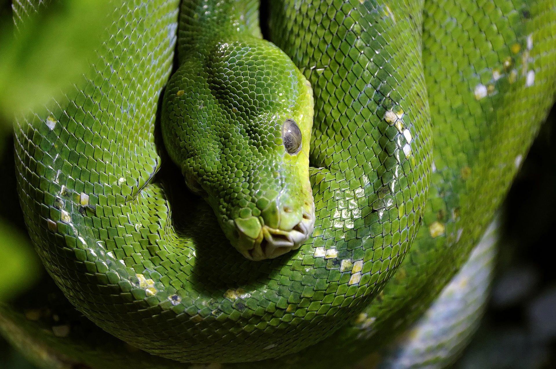 Types Of Snakes In The Rainforest