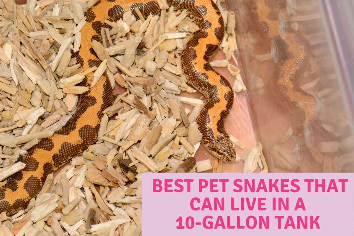 Types Of Snakes That Can Be Kept In 10 Gallon Tanks