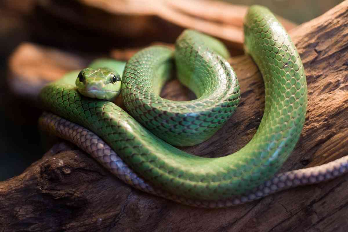 Types Of Snakes That Can Be Kept In 20 Gallon Tanks
