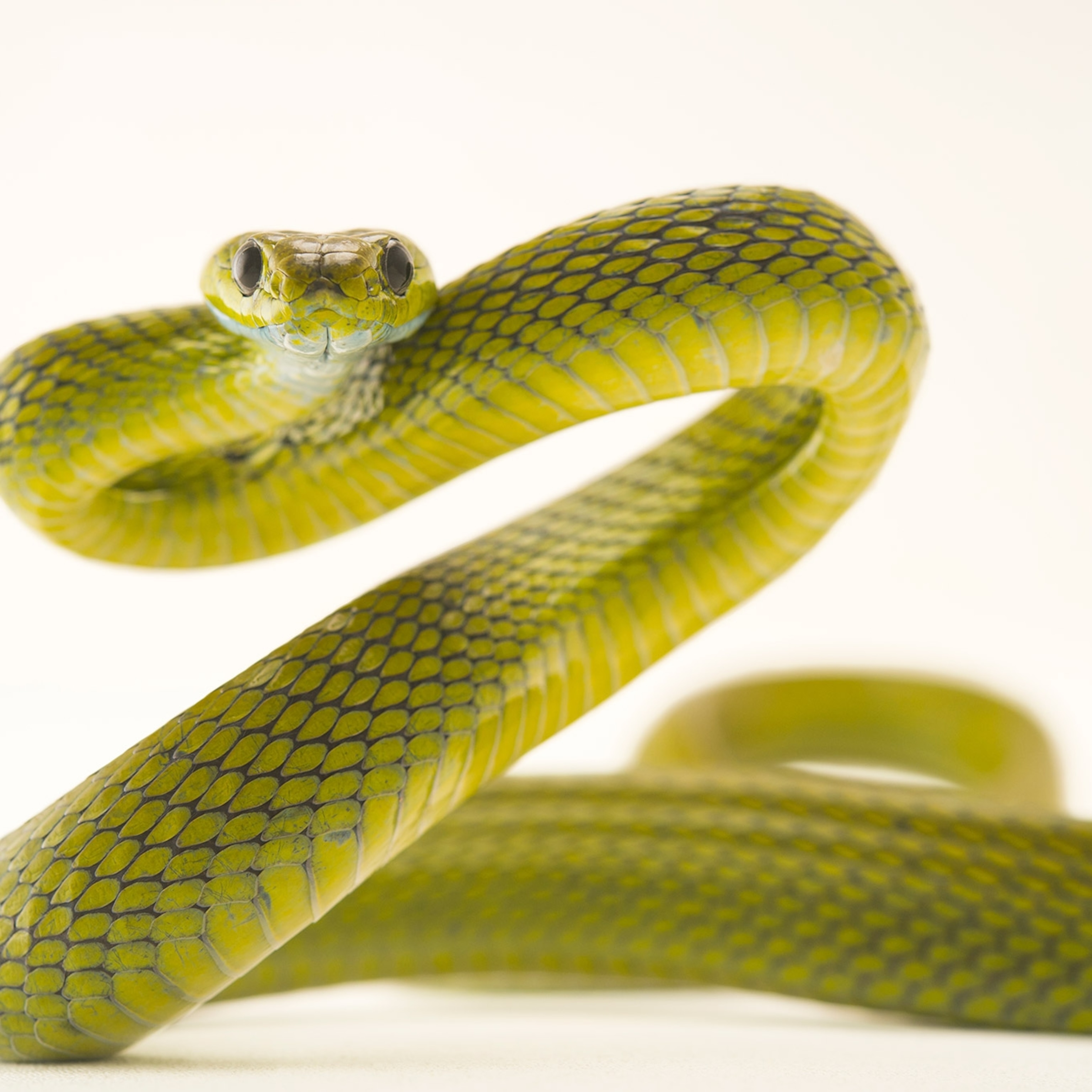 Understanding Snakes