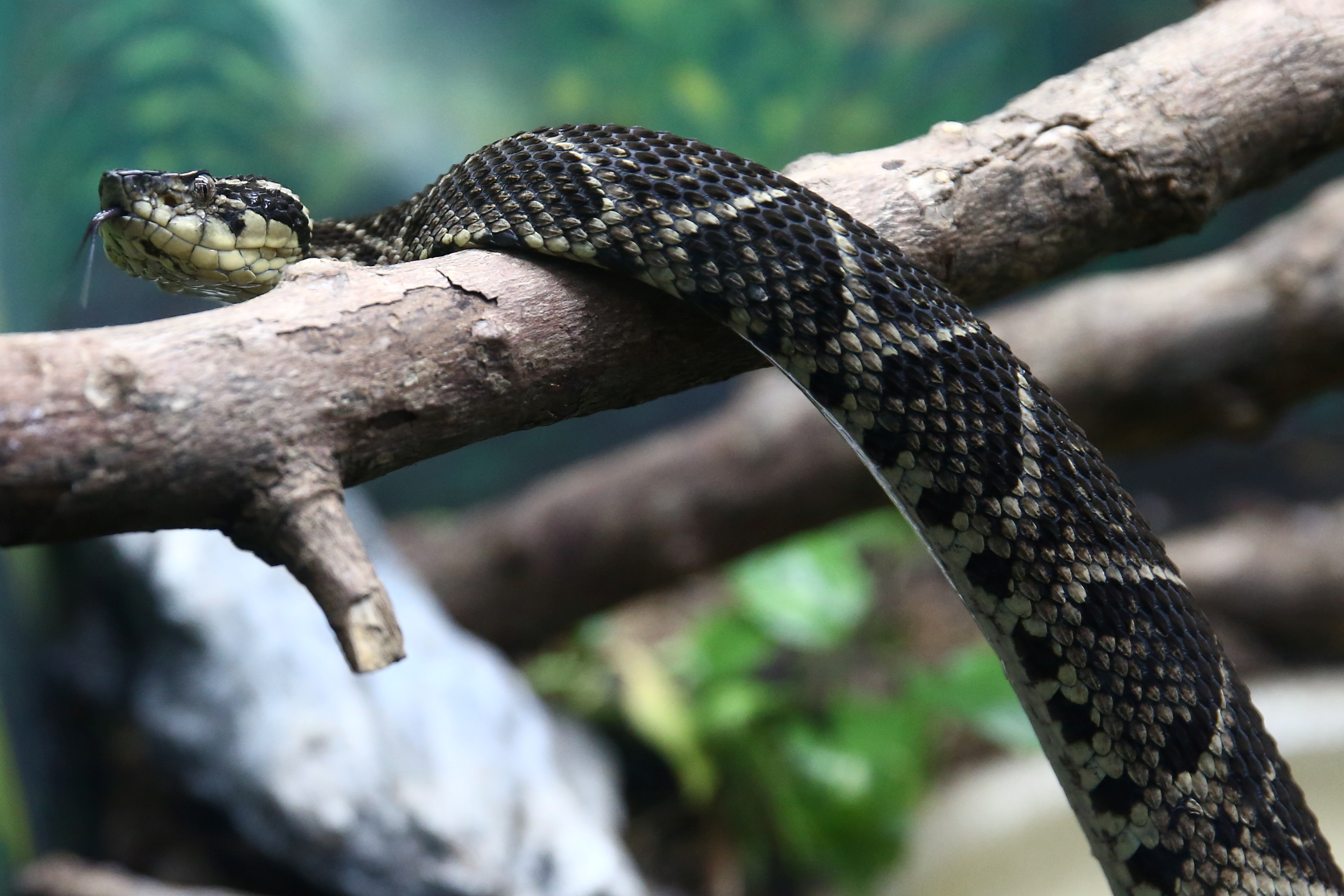 Venomous Snakes And Curing
