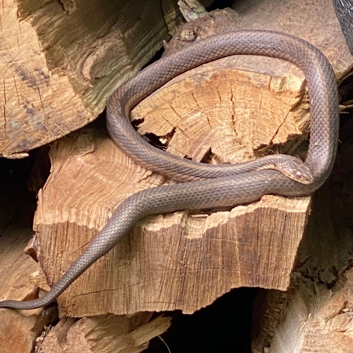 Ways To Keep Snakes Out Of Basements