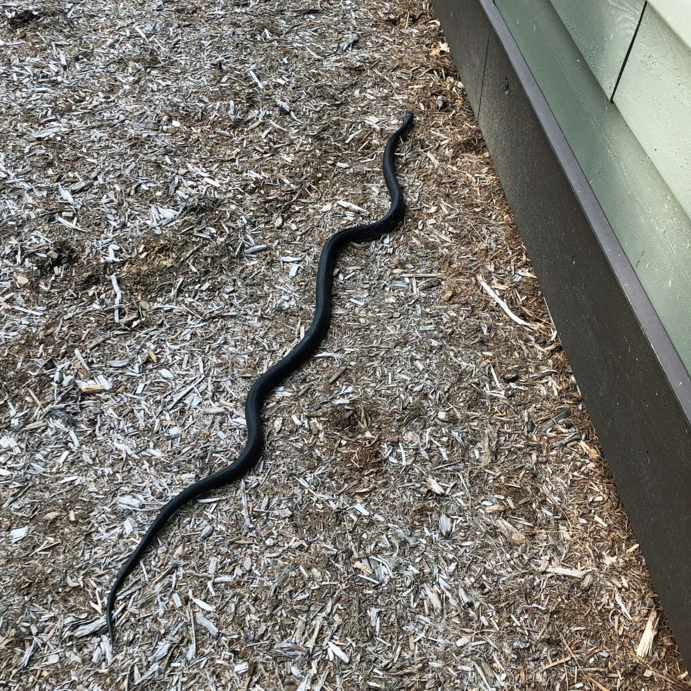 What Are The Risks Of Keeping Snakes Under Your House?