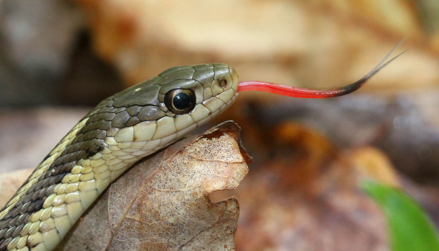 What Can A Snake Smell?