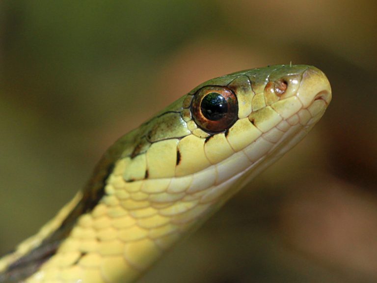 Unlock the Mystery Behind Snake Eyes What Do They Really Look Like?