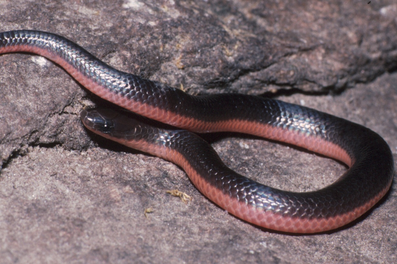 What Is A Worm Snake?