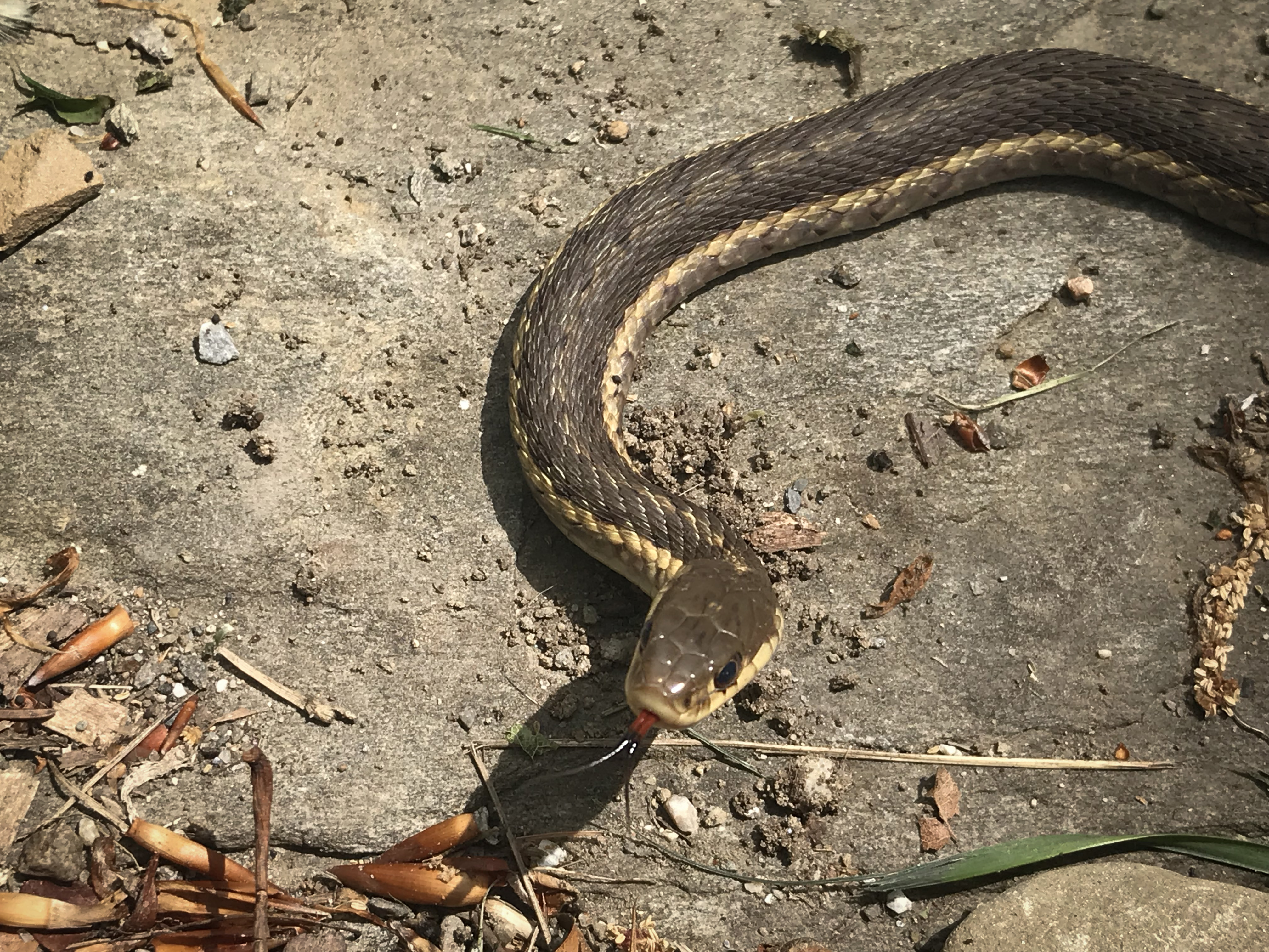 What Kind Of Snakes Are Commonly Found Under Houses?