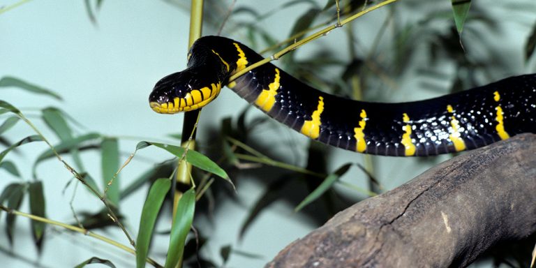 What Snake Is Black And Yellow Find Out About Common Snakes With This   What Snake Is Black And Yellow150 768x384 