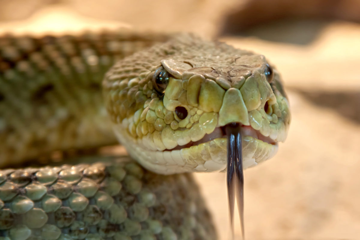 When Are Snakes Most Active In Texas?
