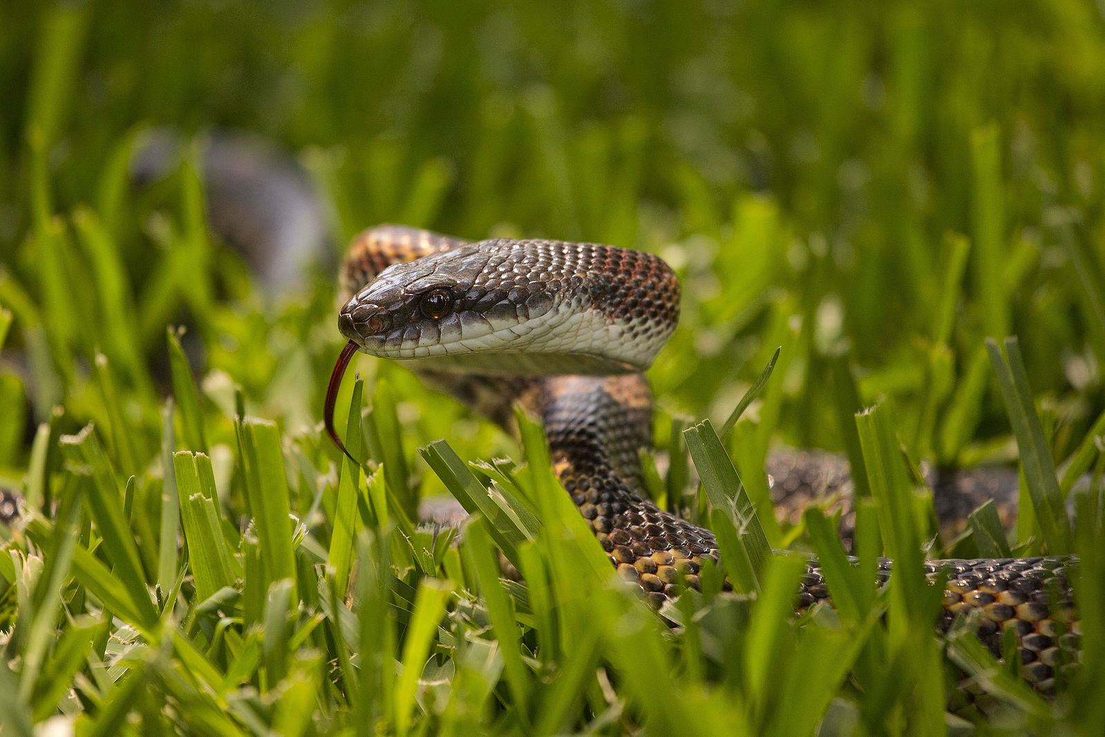 When Do Snakes Come Out In Texas?