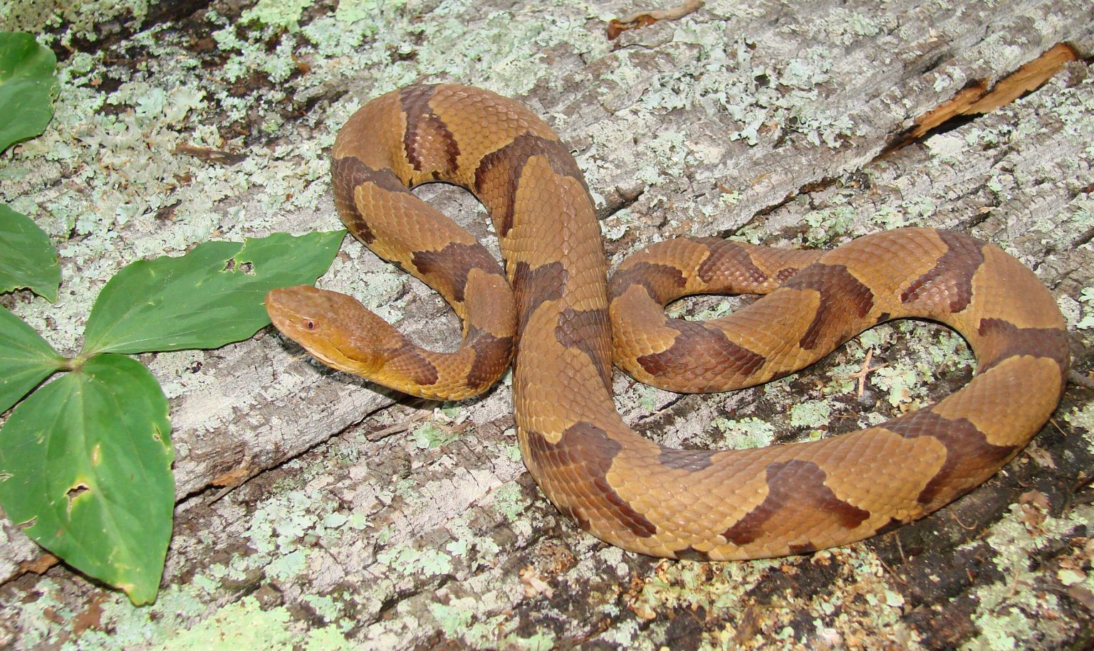 Uncovering the Mysterious Habits of Snakes: When Do Snakes Hibernate in GA?