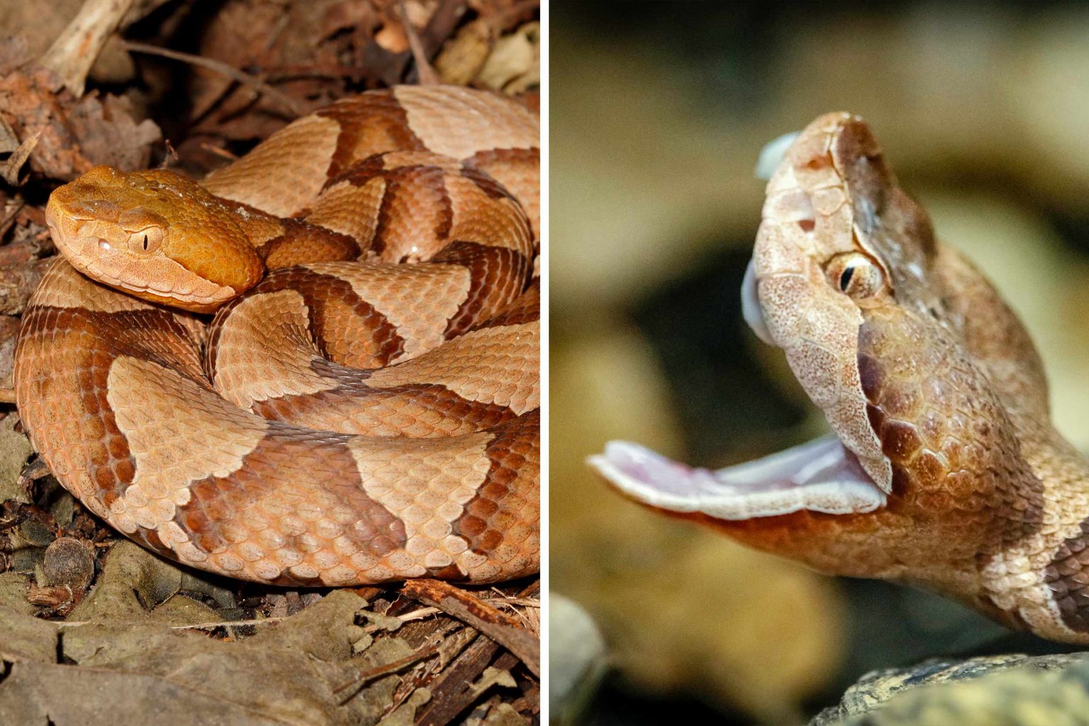 When do Snakes Hibernate in Virginia? Uncovering the Mysteries of Virginia's Snake Hibernation